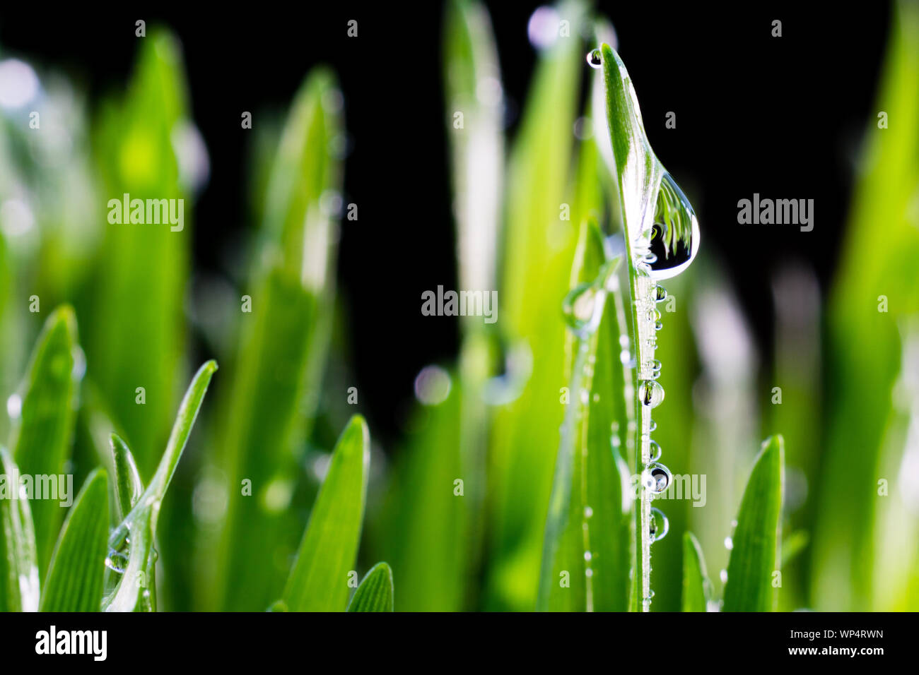 Konzept Bild für eine saubere und gesunde Umwelt zeigt eine Nahaufnahme von Regenwasser Tröpfchen isoliert auf Blades von frischem Wheatgrass. Stockfoto