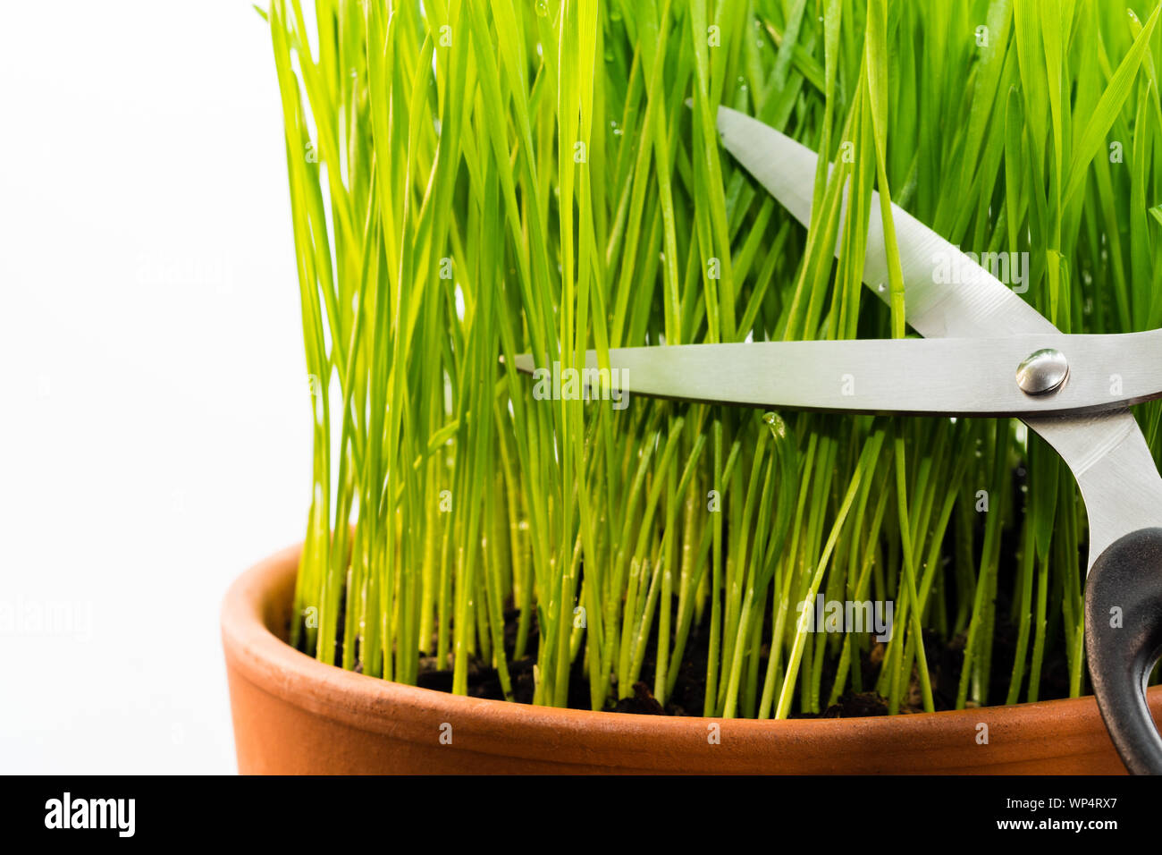 Nahaufnahme der Jungen wheatgrass wächst in einen Topf geben und mit einer Schere die Grashalme vor dem Entsaften geerntet. Stockfoto