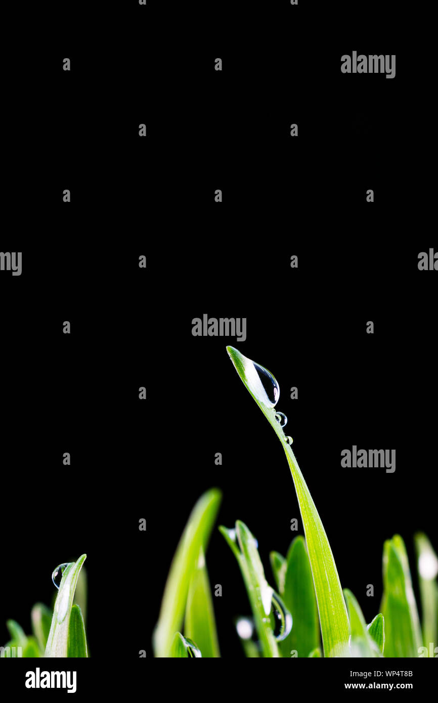 Konzept Bild für eine saubere und gesunde Umwelt zeigt eine Nahaufnahme von Regenwasser Tröpfchen isoliert auf Blades von frischem Wheatgrass. Stockfoto