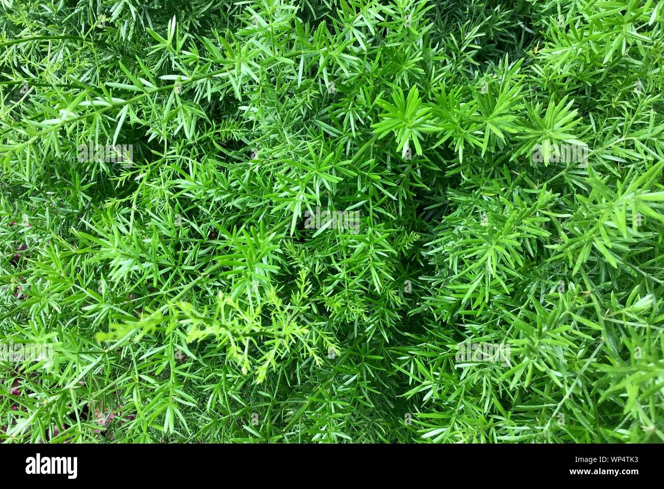 Ökologische Konzept, Grün Foxtail Farne oder Myers Asparagus Densiflorus Pflanzen für den Garten Dekoration. Stockfoto