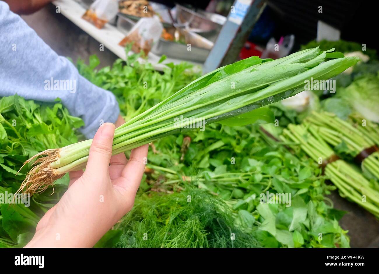 Gemüse und Kräuter-, Hand, Eryngium Foetidum, Culantro, Recao, Schatten Beni oder langer Koriander Anlage zum Würzen in der Küche verwendet. Stockfoto