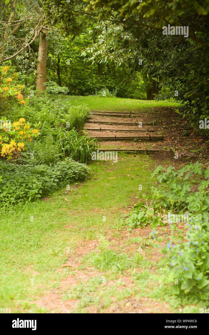 Wald-Spaziergang Stockfoto