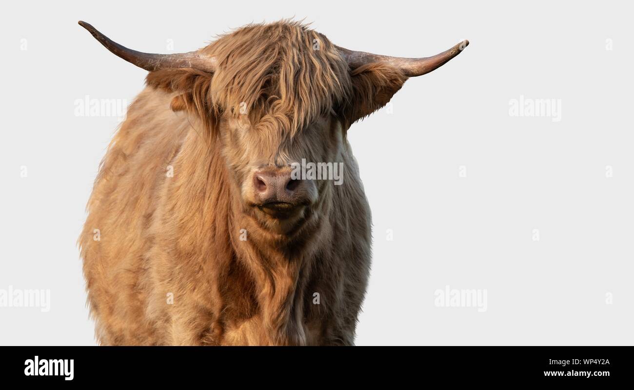 Eine Nahaufnahme Foto eines Highland Kuh isoliert auf weißem Hintergrund Stockfoto