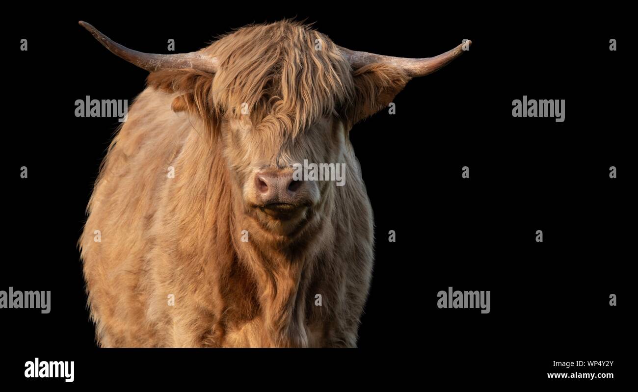 Eine Nahaufnahme Foto eines Highland Kuh isoliert auf einem schwarzen Hintergrund Stockfoto