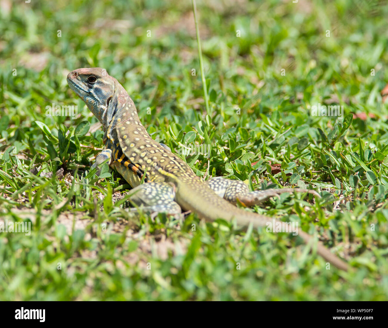 Schmetterling Echse (Leiolepis belliana) Phuket Thailand Stockfoto