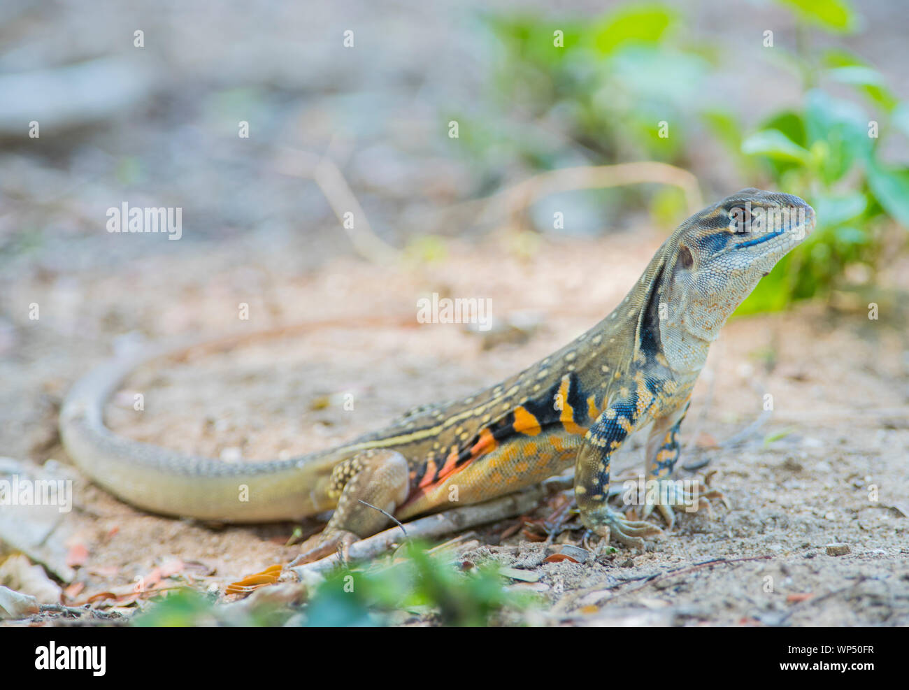 Schmetterling Echse (Leiolepis belliana) Phuket Thailand Stockfoto