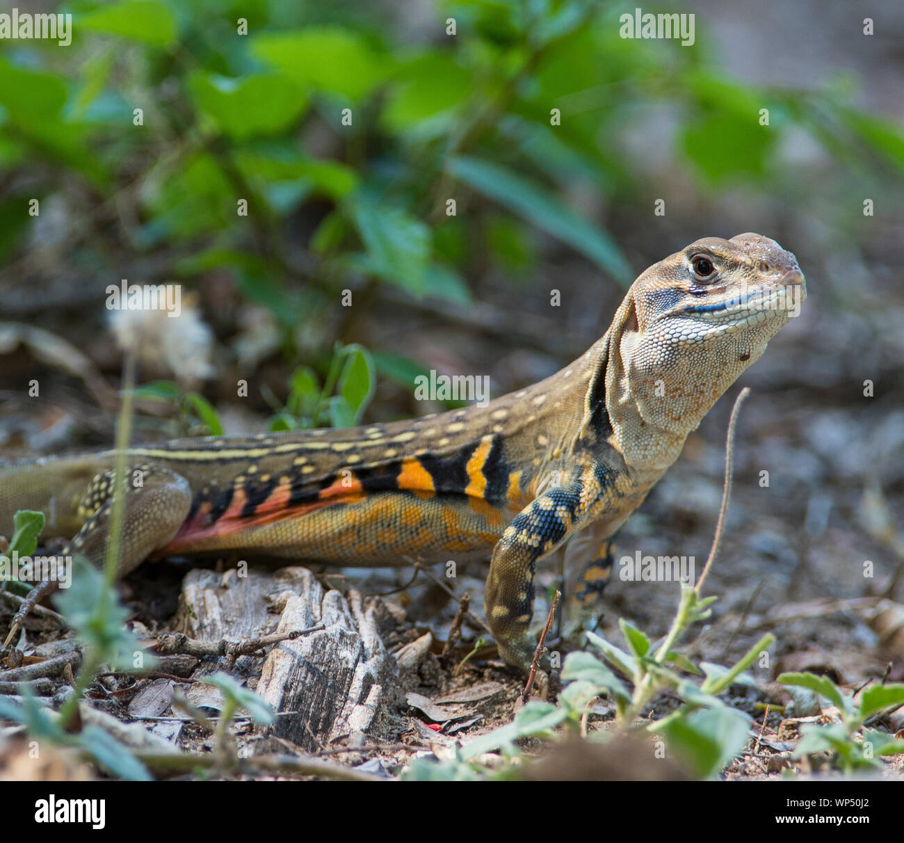 Schmetterling Echse (Leiolepis belliana) Phuket Thailand Stockfoto
