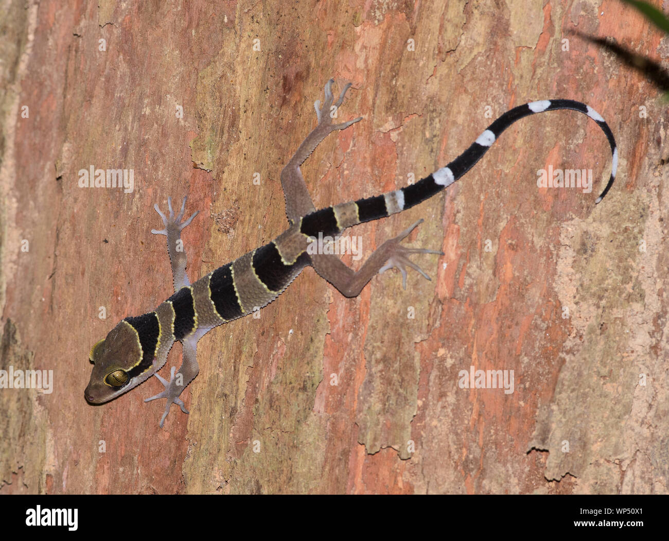 Phuket verbogen Toed Gecko, (Cyrtodactylus phuketensis) auf einem großen Stamm eines Baumes Phuket Thailand Stockfoto