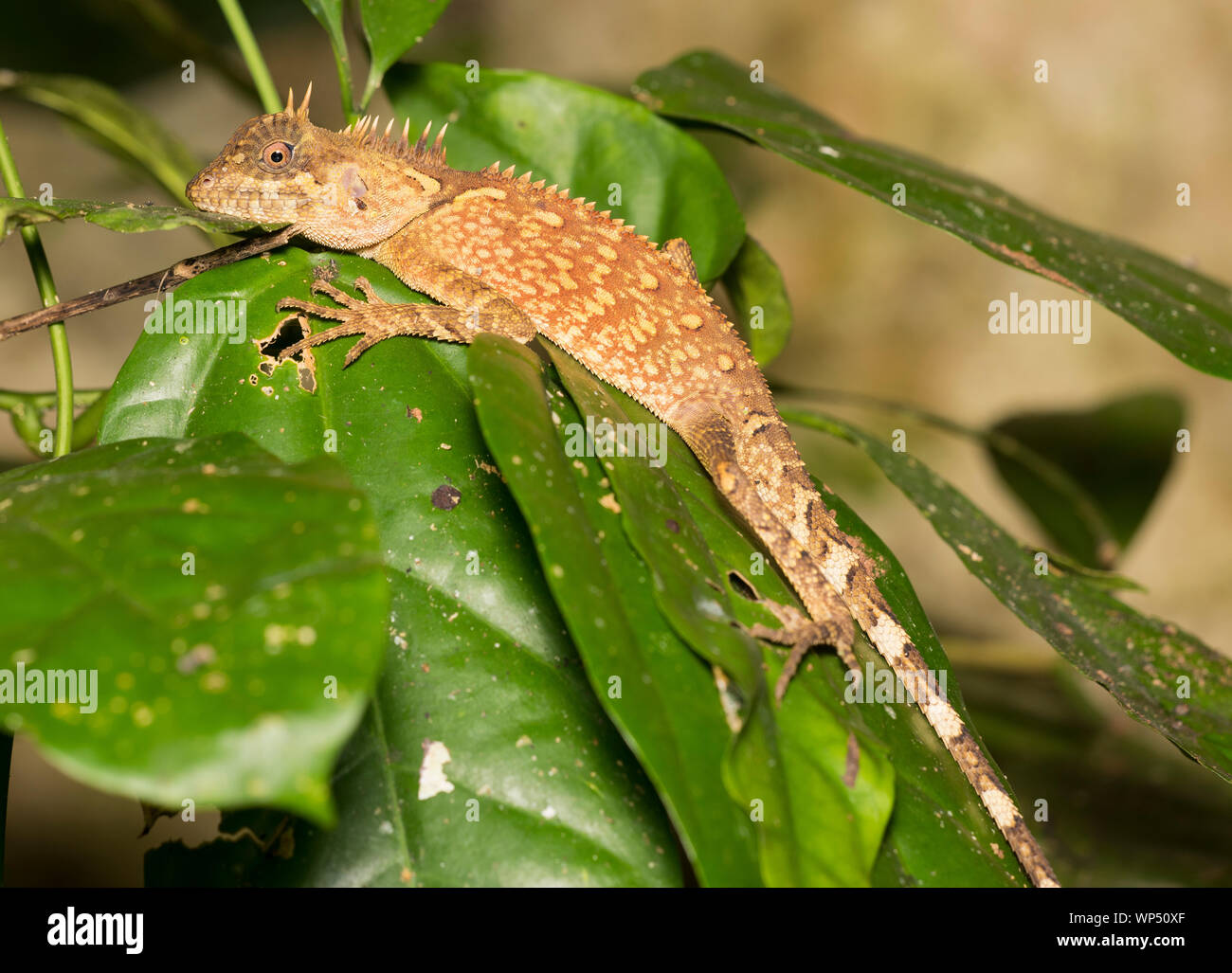 Phuket Wald stachelige Echse, (Acanthosaura phuketensis) saß auf einem Blatt Phuket Thailand Stockfoto