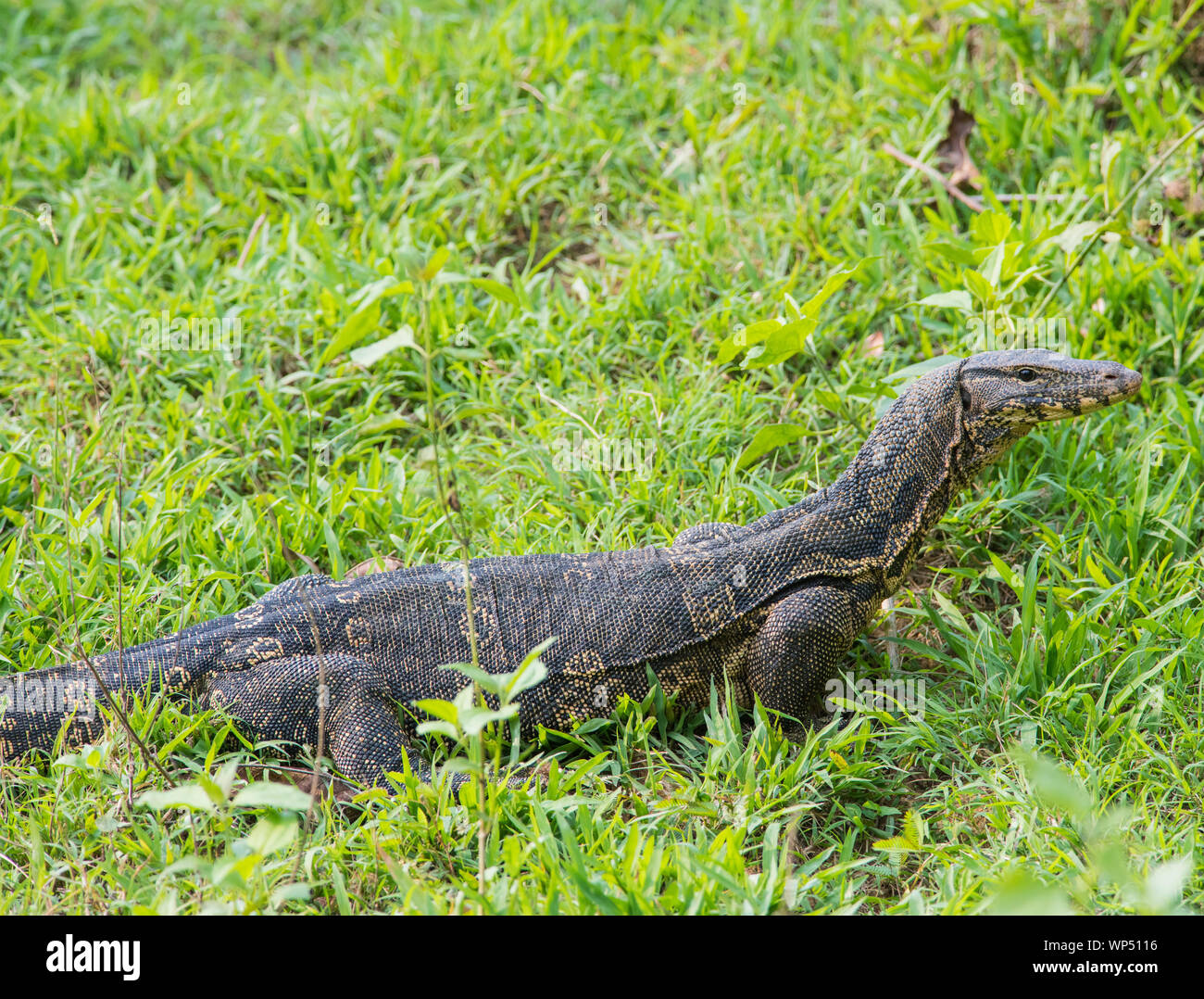 Große Wasser Waran (Varanus Salvator) im Grünland Kaeng Krachan NP Thailand. Stockfoto