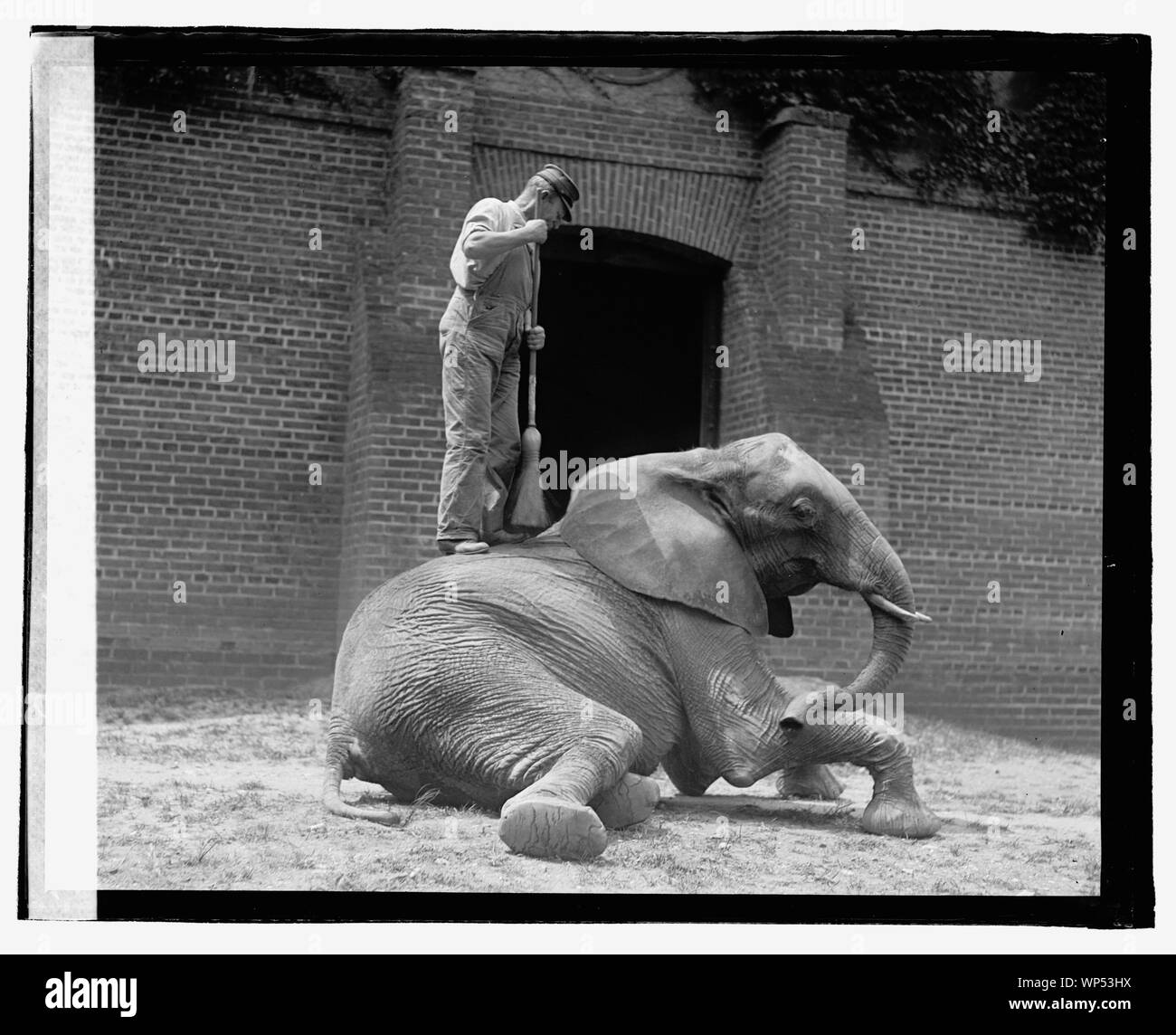 [Jumebina Elefant] Stockfoto