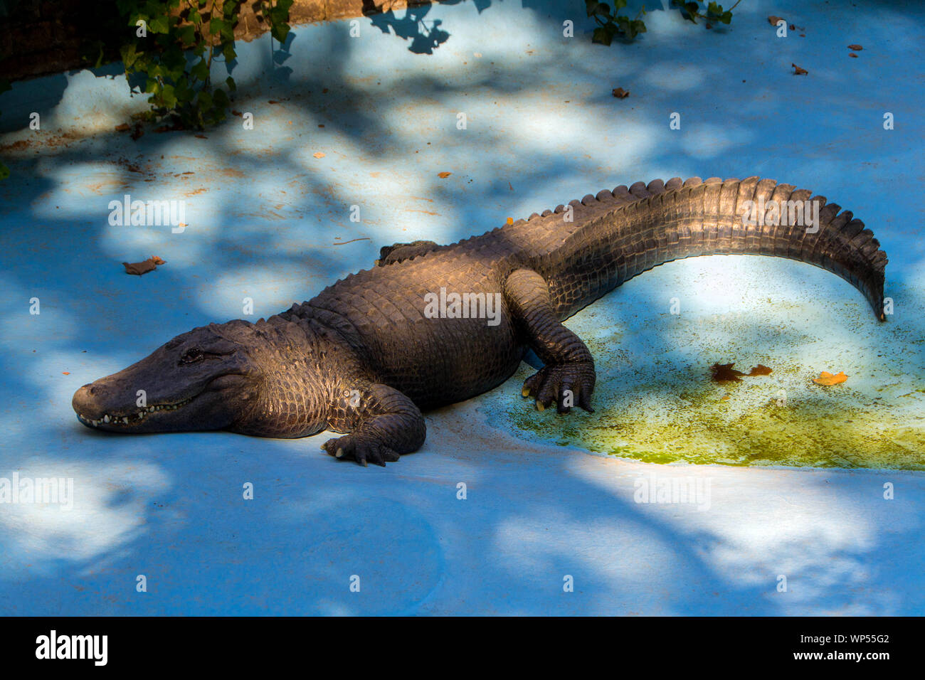 Der amerikanische Alligator namens Muja ist der älteste lebende Krokodil in der Welt angesehen. Er kam in der Belgrader Zoo ein Jahr nach seiner Gründung, auf Stockfoto