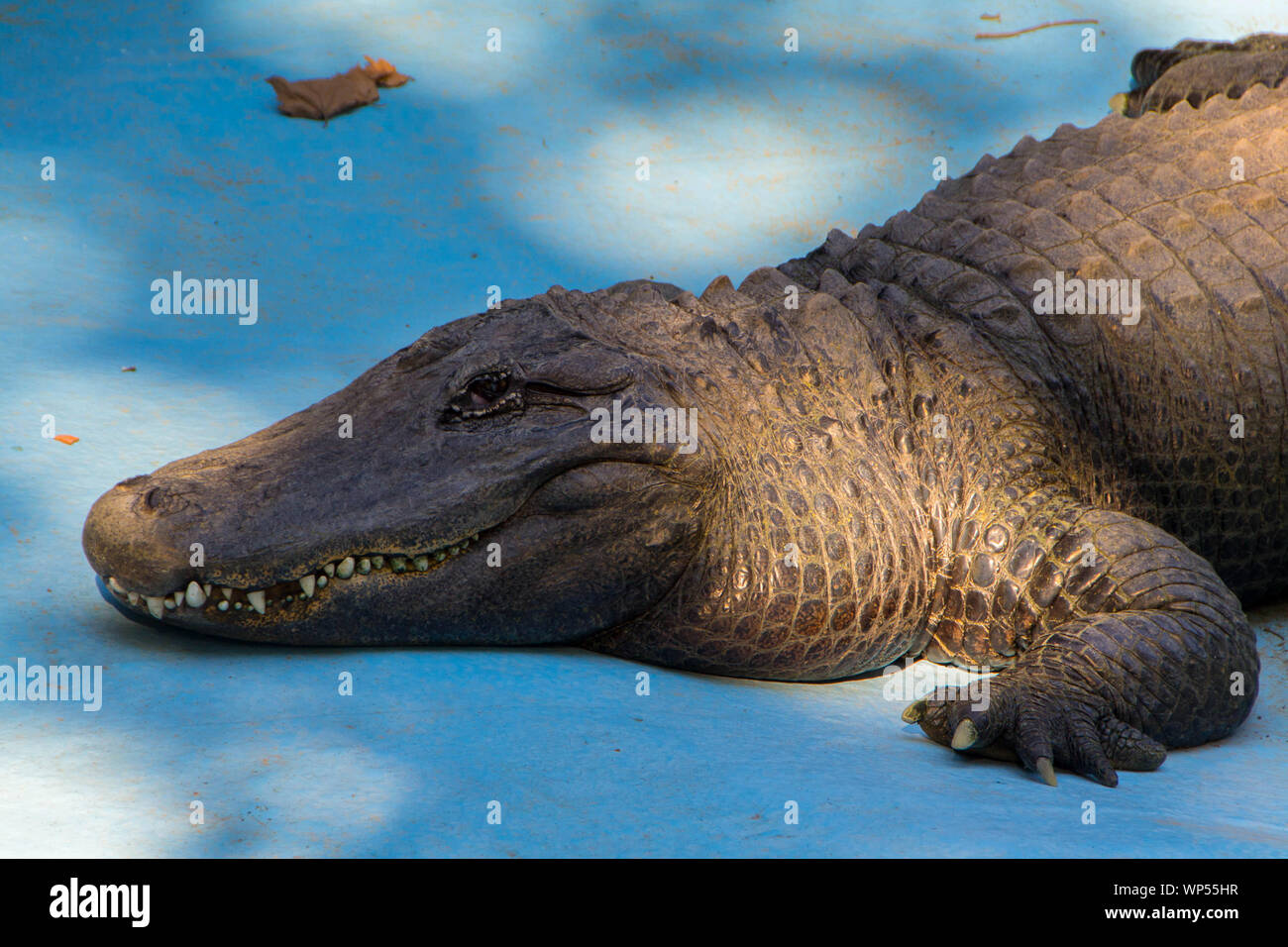 Der amerikanische Alligator namens Muja ist der älteste lebende Krokodil in der Welt angesehen. Er kam in der Belgrader Zoo ein Jahr nach seiner Gründung, auf Stockfoto