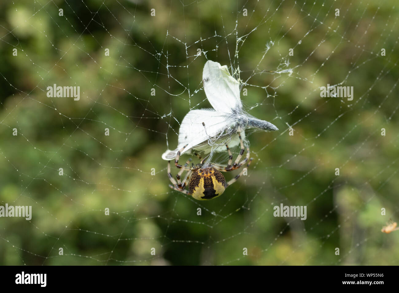Gartenkreuzspinne (Araneus diadematus) auf seiner Website mit kleinen weißen Schmetterling Beute Stockfoto