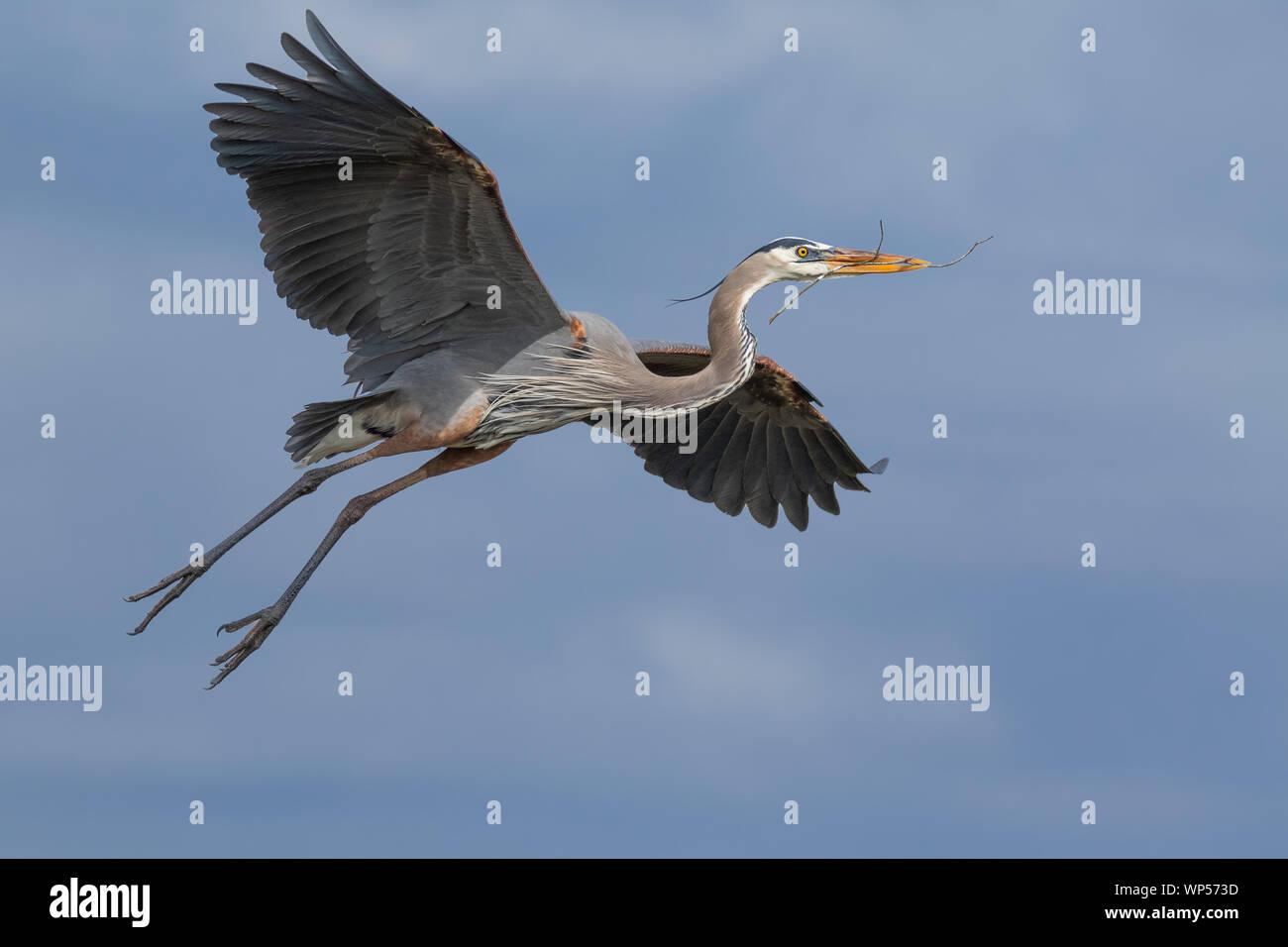Great Blue Heron mit Nistmaterial Stockfoto