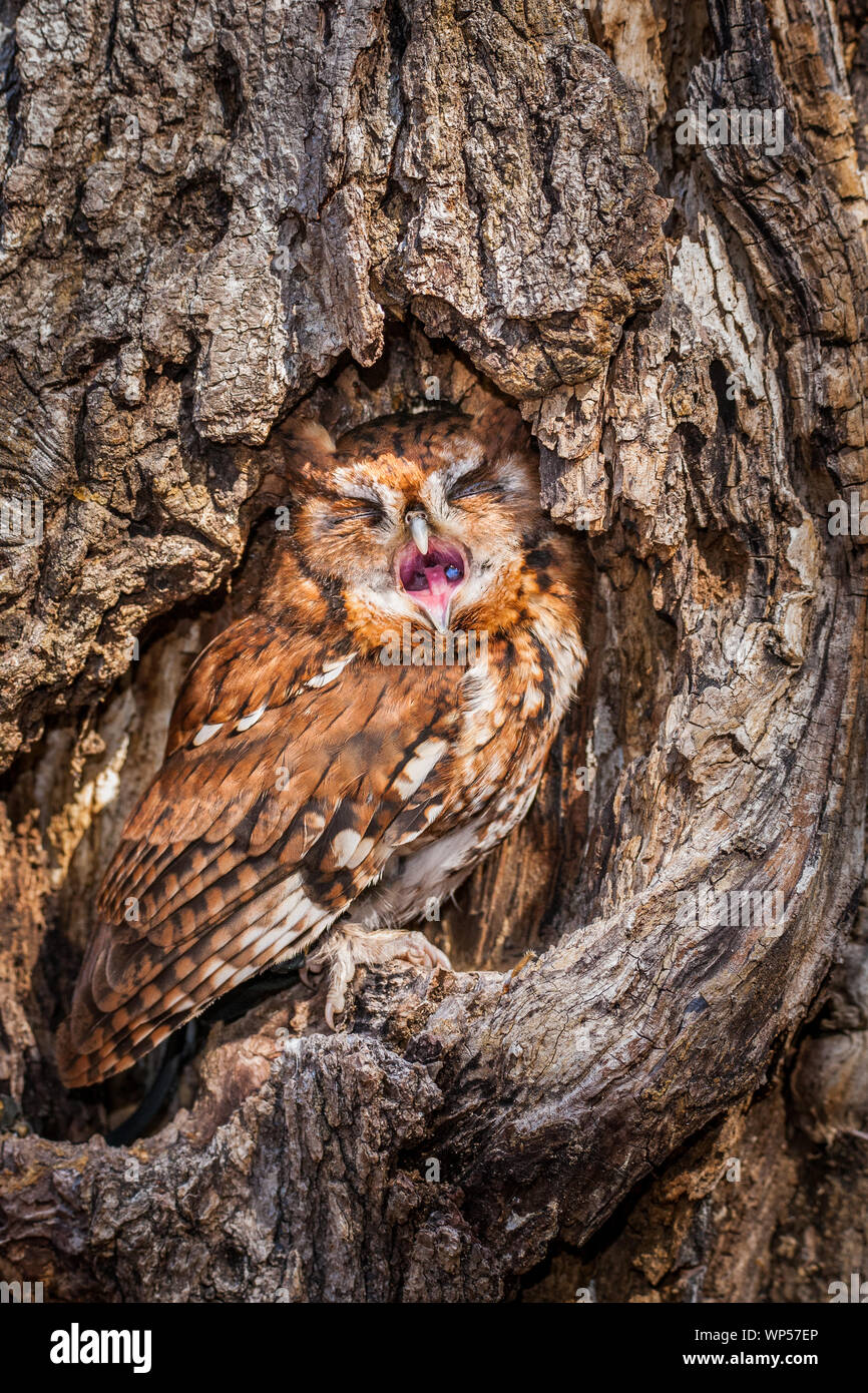 Straußhenne Gähnen Stockfoto