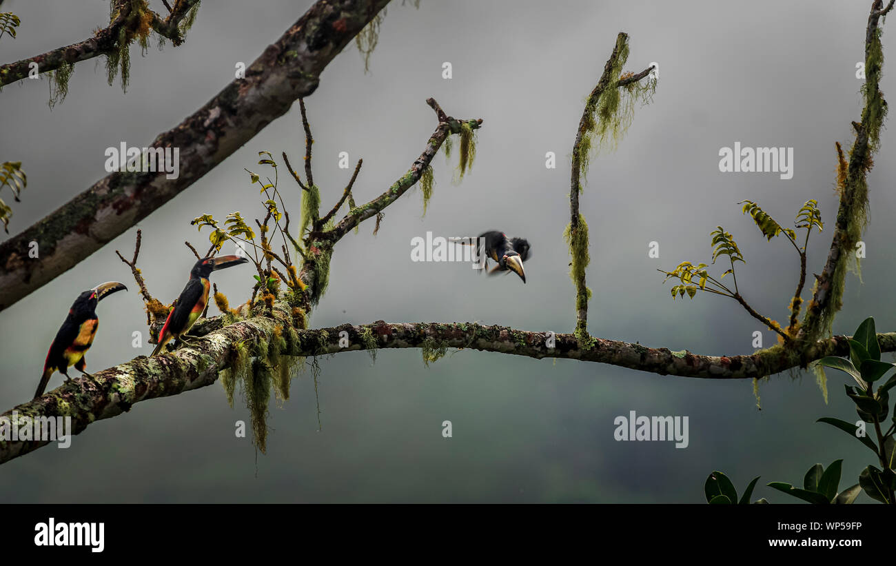 3 Collared aracaris 2 von ihnen thront auf einer großen Wolke foresst Baum und ein 3. nähert sich im Flug Stockfoto