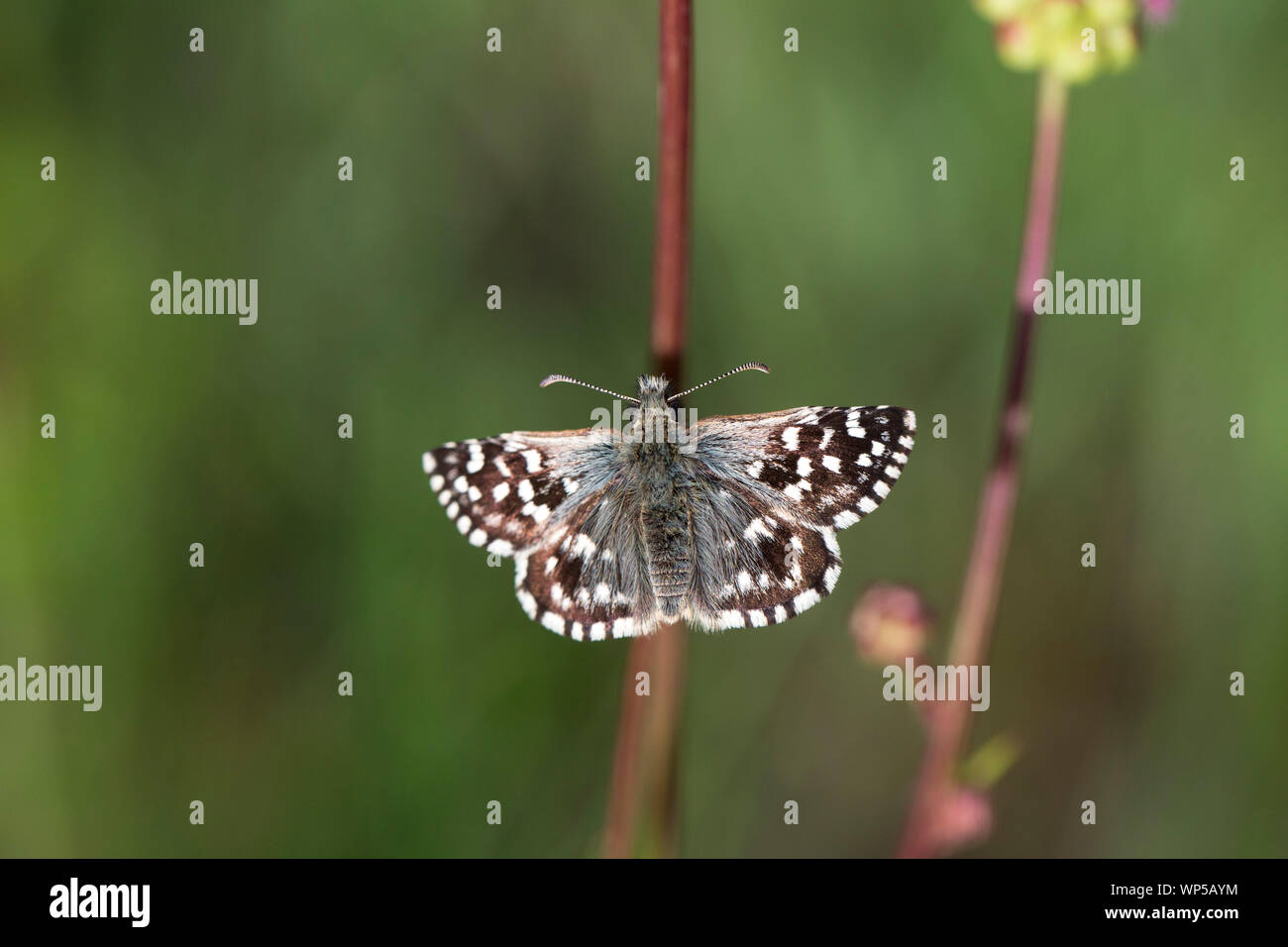 Malvae grizzled Skipper (Schmetterling) Stockfoto