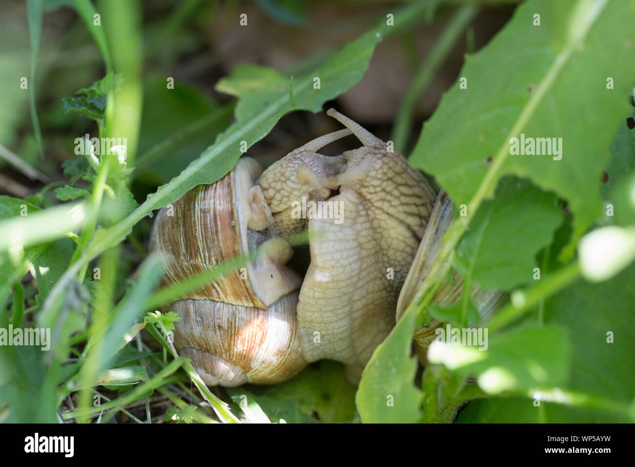 Zwei Weinbergschnecken Paarung Stockfoto