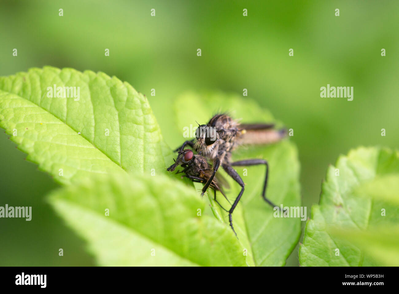 Robber Fly mit Beute Stockfoto