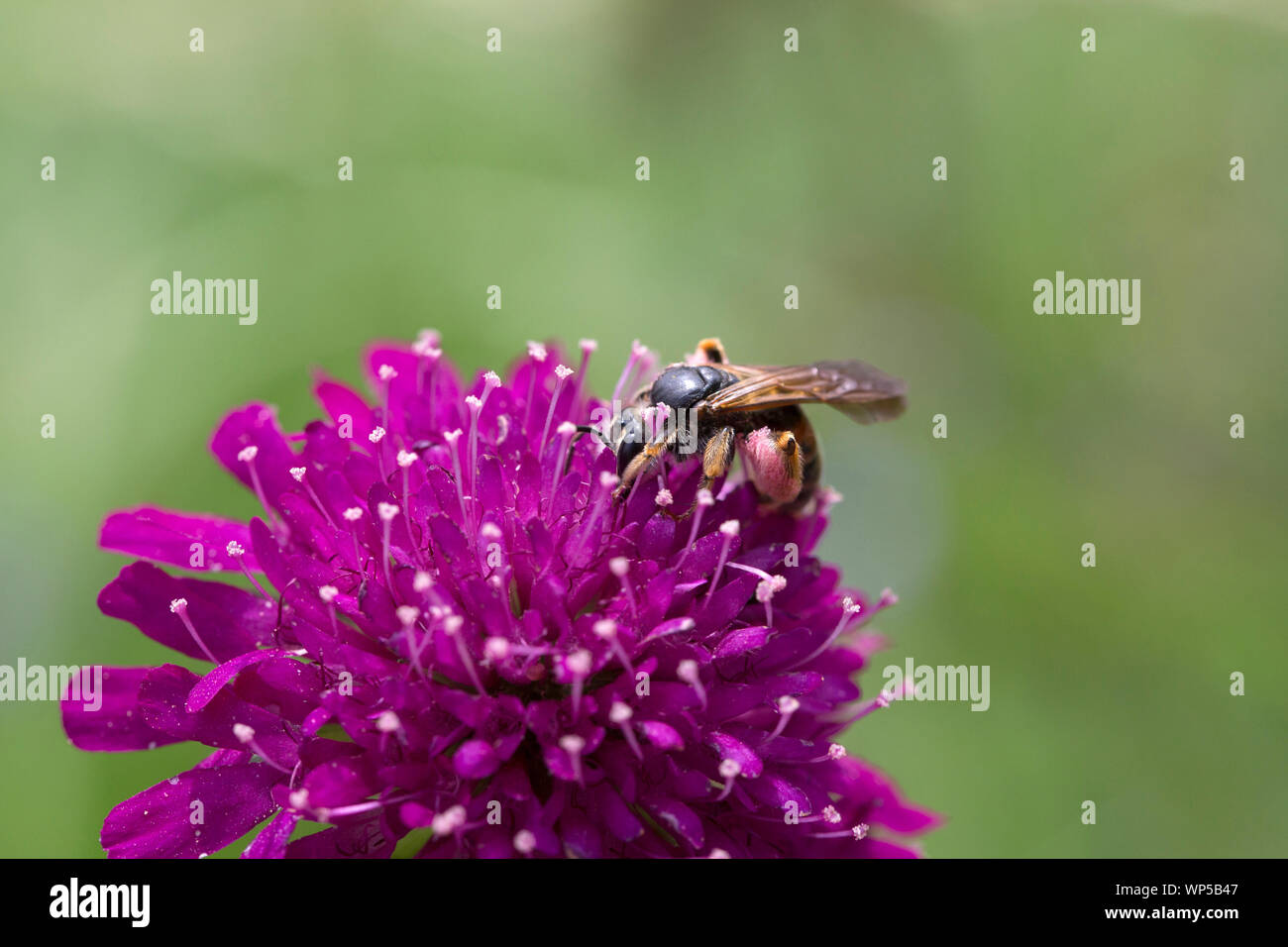 Dasypoda hirtipes, ein Bergbau Biene, auf einem Feld scabious Stockfoto