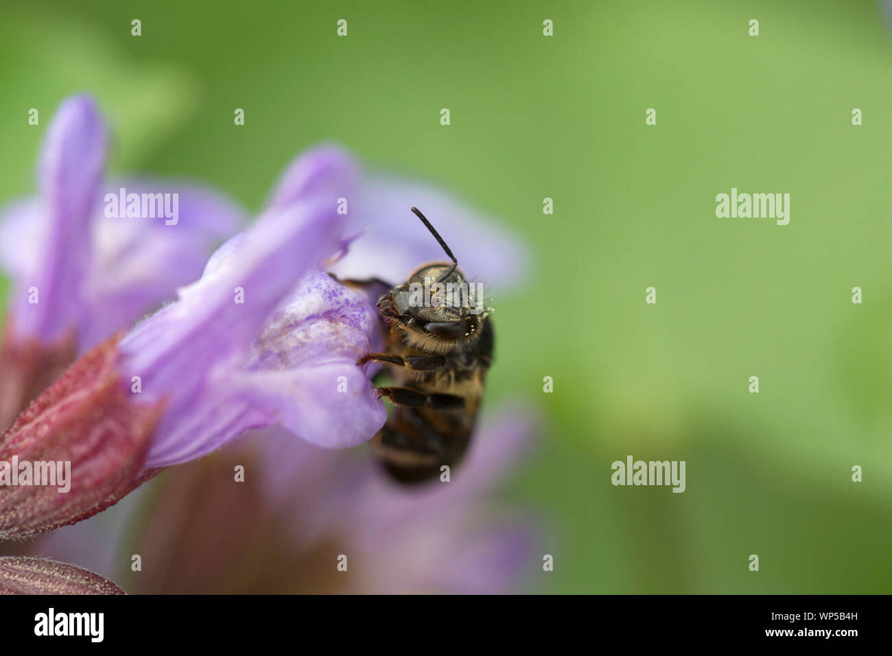 Männliche Biene auf Blume Salbei Stockfoto