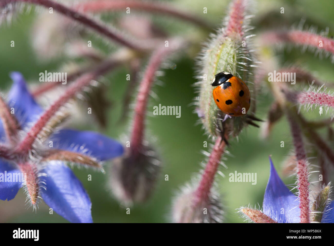 7-Punkt Marienkäfer sitzen auf einem borretsch Blüte Stockfoto