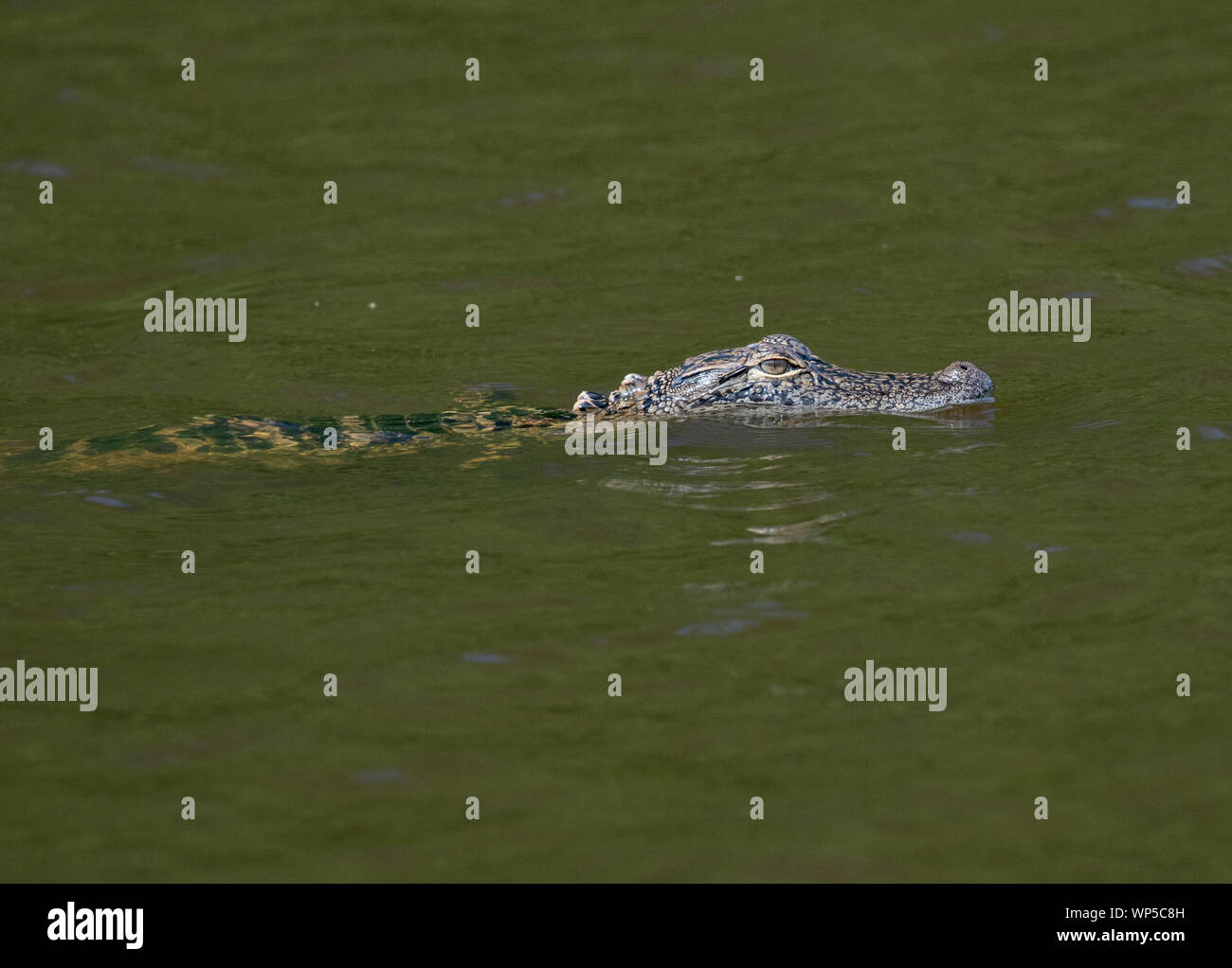 Babykrokodil schwimmen in einem Nord-carolina Teich Stockfoto