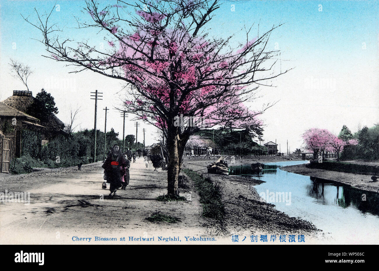 [1910s Japan - TITEL] - Cherry Blossom Bäume am Kanal (堀割川 Horiwarikawa) an Negishi (根岸) in Yokohama, Kanagawa Präfektur. 20. jahrhundert alte Ansichtskarte. Stockfoto