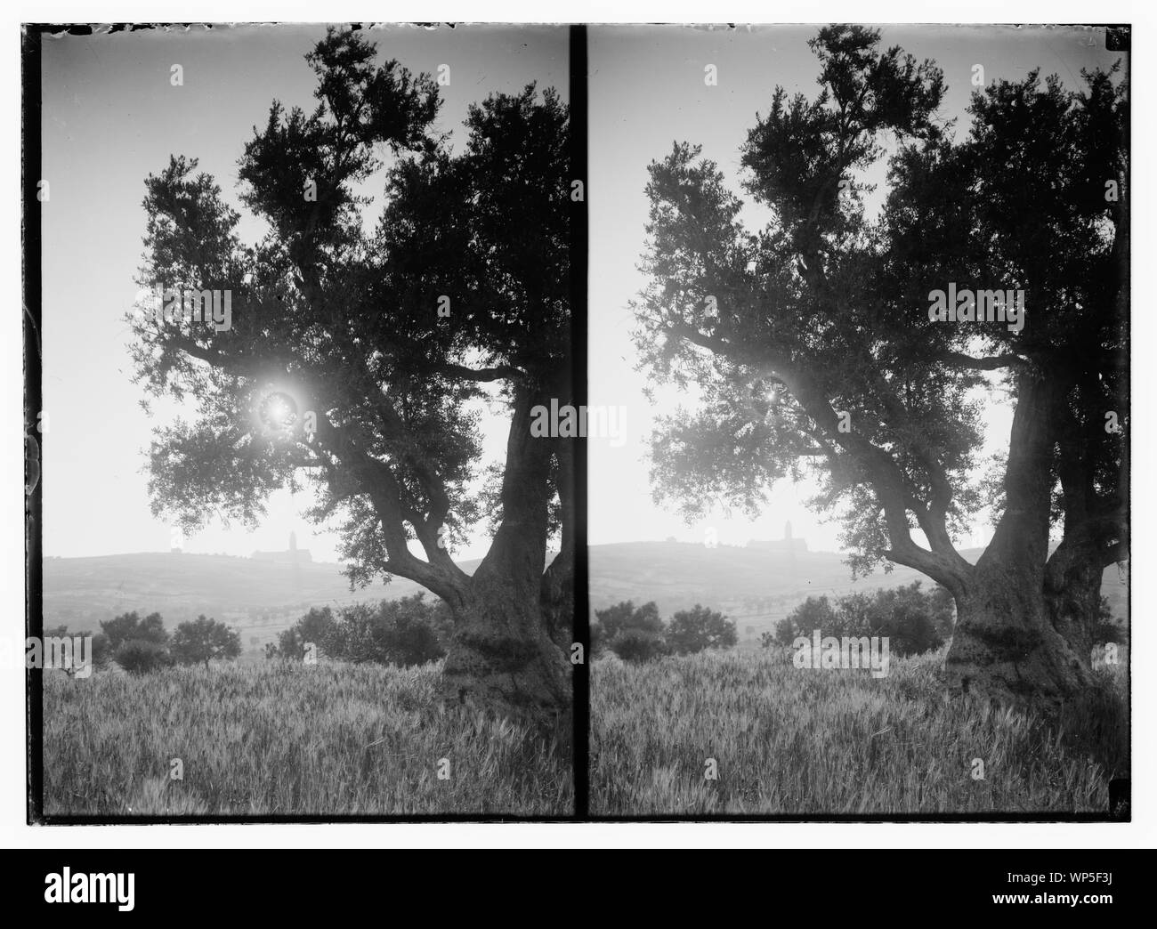 Kedron [d.h., Kidron] Tal/Tal von Jehosaphat Stockfoto