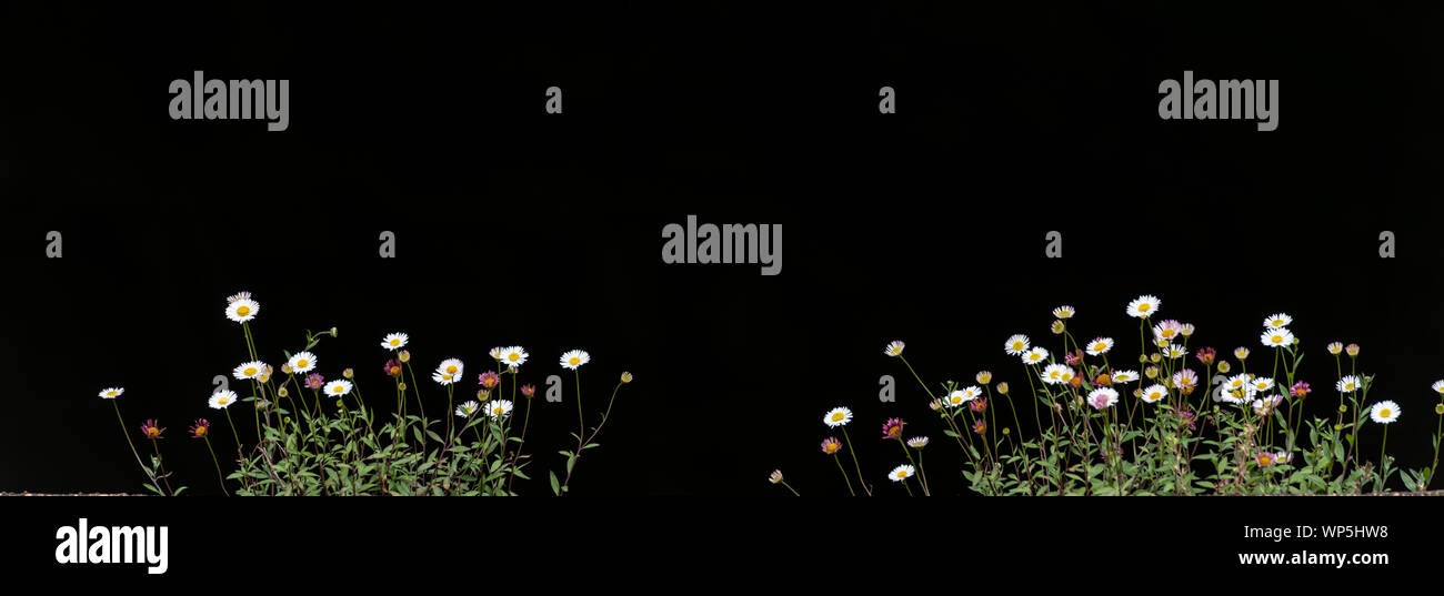 Panorama der Karwinsky's Berufskraut (Erigeron karvinskianus) Blumen auf schwarzem Hintergrund, mehrjährige Kraut, häufig schleichenden und zerbrechlich, mit sm Stockfoto