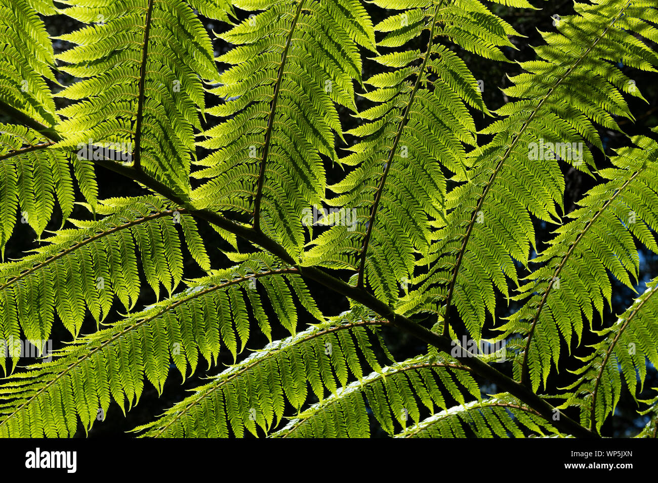 Lassen Detail des Menschen fern Tree am Parque Florestal das Sete Fontes. Dicksonia antarctica (weicher Baumfarn, Mann fern) ist eine Pflanzenart aus der Gattung der immergrüne Baum Farn Stockfoto