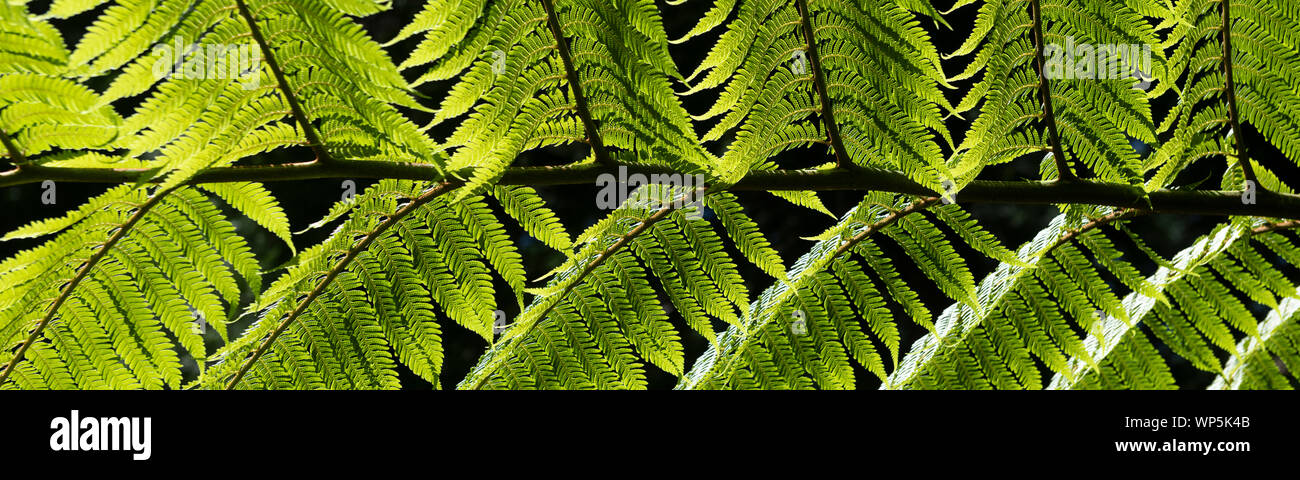 Lassen Detail des Menschen fern Tree am Parque Florestal das Sete Fontes. Dicksonia antarctica (weicher Baumfarn, Mann fern) ist eine Pflanzenart aus der Gattung der immergrüne Baum Farn Stockfoto