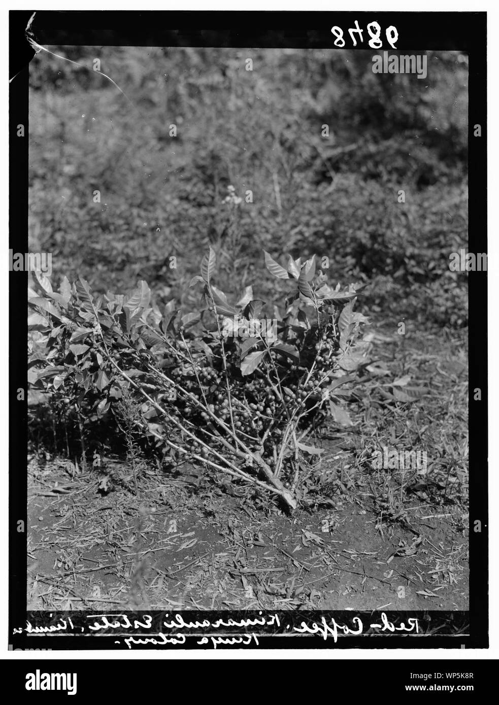 Kenia Kolonie. Plantagen in Kenia Kolonie. Nahaufnahme von einem Kaffee Niederlassung in Obst Stockfoto