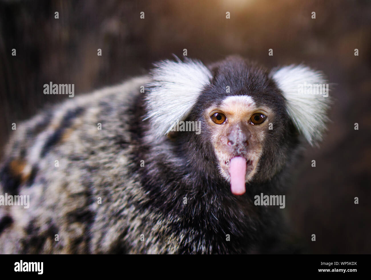Portrait von weißen Getuftete-eared Marmosetten Affen im Zoo. Stockfoto