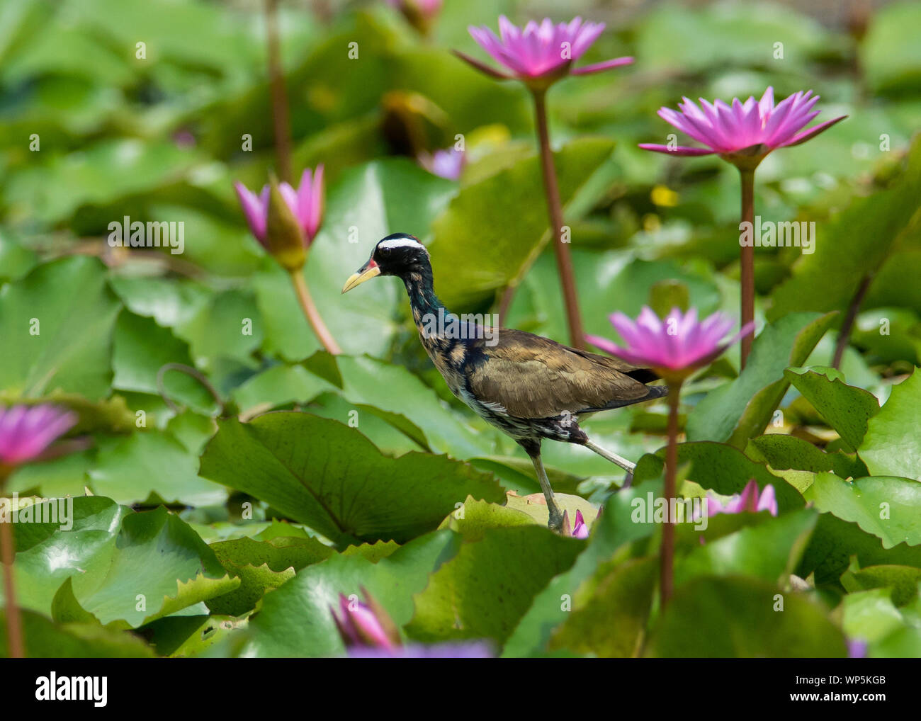 Vogelbeobachtung in thailands nationalparks Fotos und Bildmaterial in
