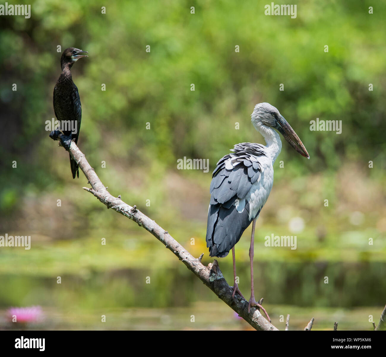 Asian Openbill Stork (Anastomus oscitans) und ein wenig Kormoran (Microcarbo niger) saß auf einem Ast zusammen in Kaeng Krachan NP, Thailand. Stockfoto