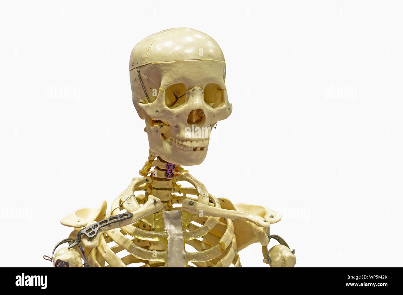Nahaufnahme des menschlichen Skeletts gegen den weißen Hintergrund mit Freistellungspfaden. Stockfoto