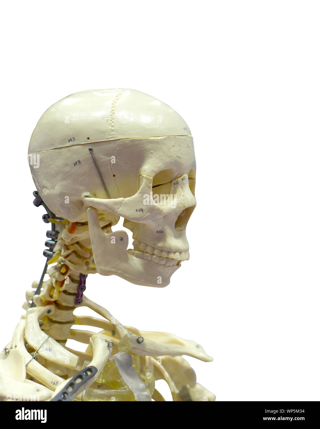 Nahaufnahme des menschlichen Skeletts gegen den weißen Hintergrund mit Freistellungspfaden. Stockfoto