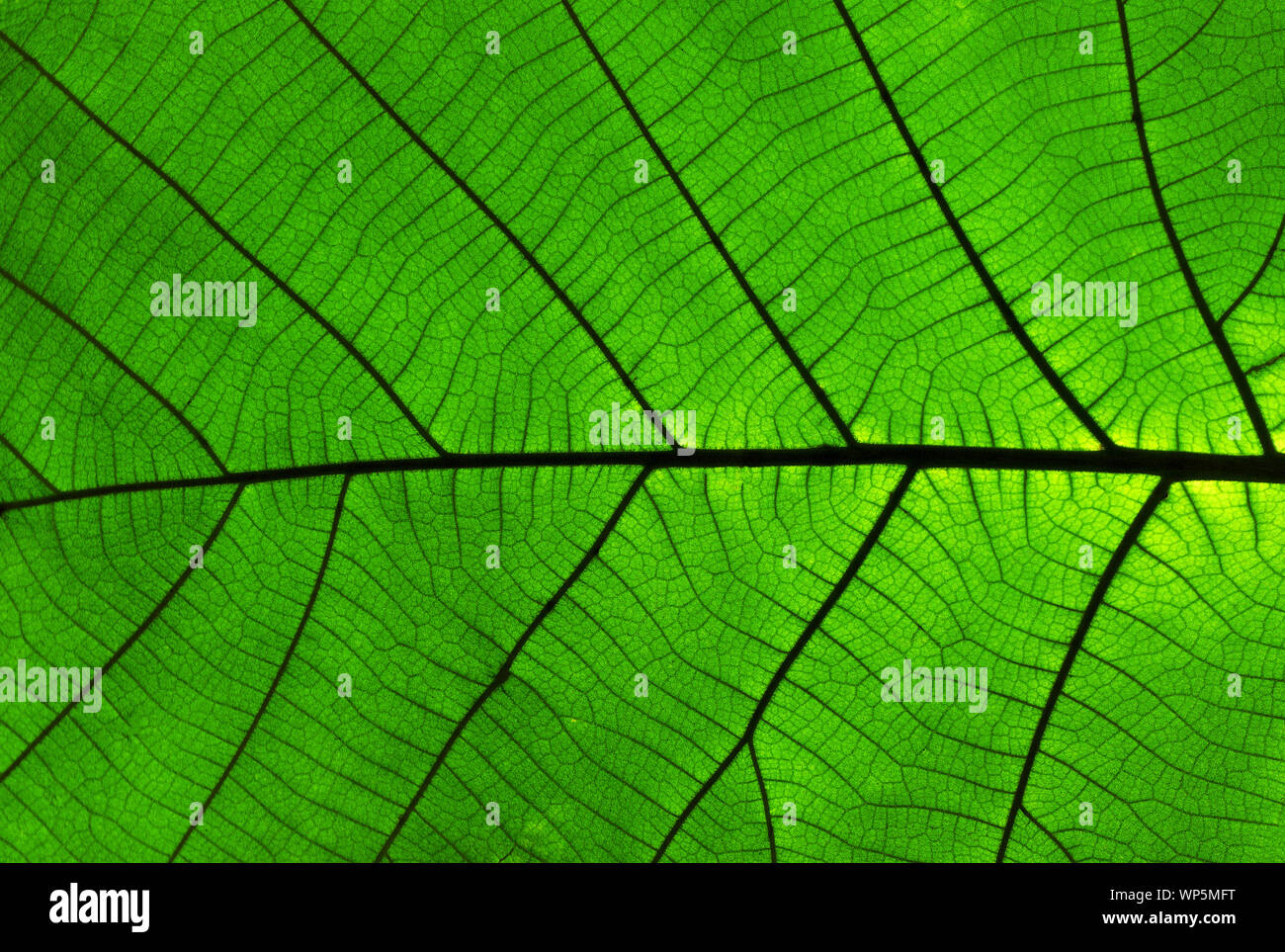 Blatt Textur Hintergrund aus Teakholz (tectona grandis) ist ein tropisches laubholz Baumarten in die blühende Pflanze Familie Lamiaceae platziert. Stockfoto