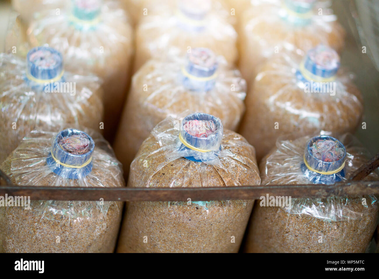 Mushroom spore Taschen in der Pilzzucht Farmen Stockfoto