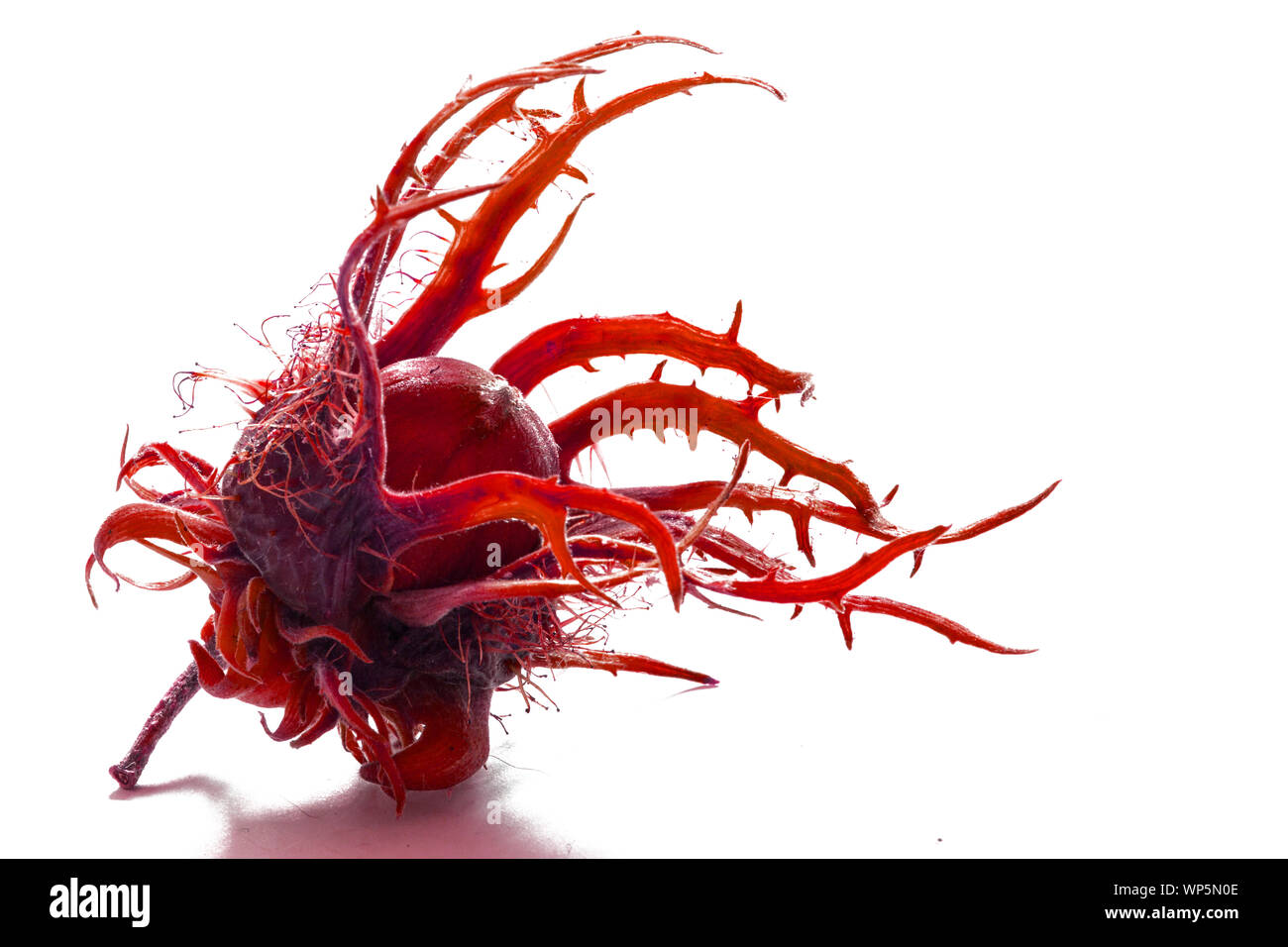 Red Muttern im Winter Stockfoto