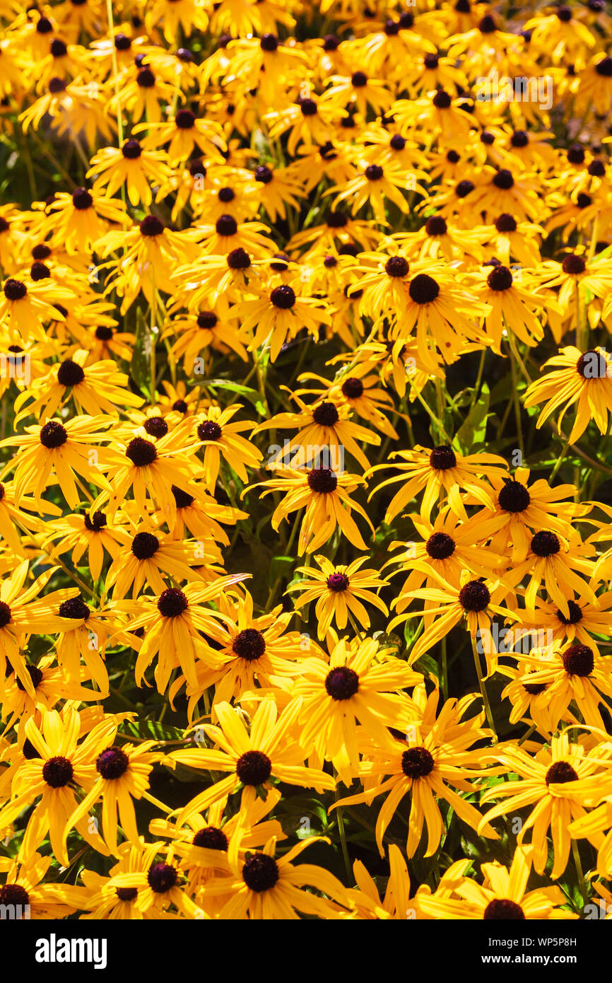 Bereich der black-eyed Susan Blumen, Stowe, Vermont, USA Stockfoto