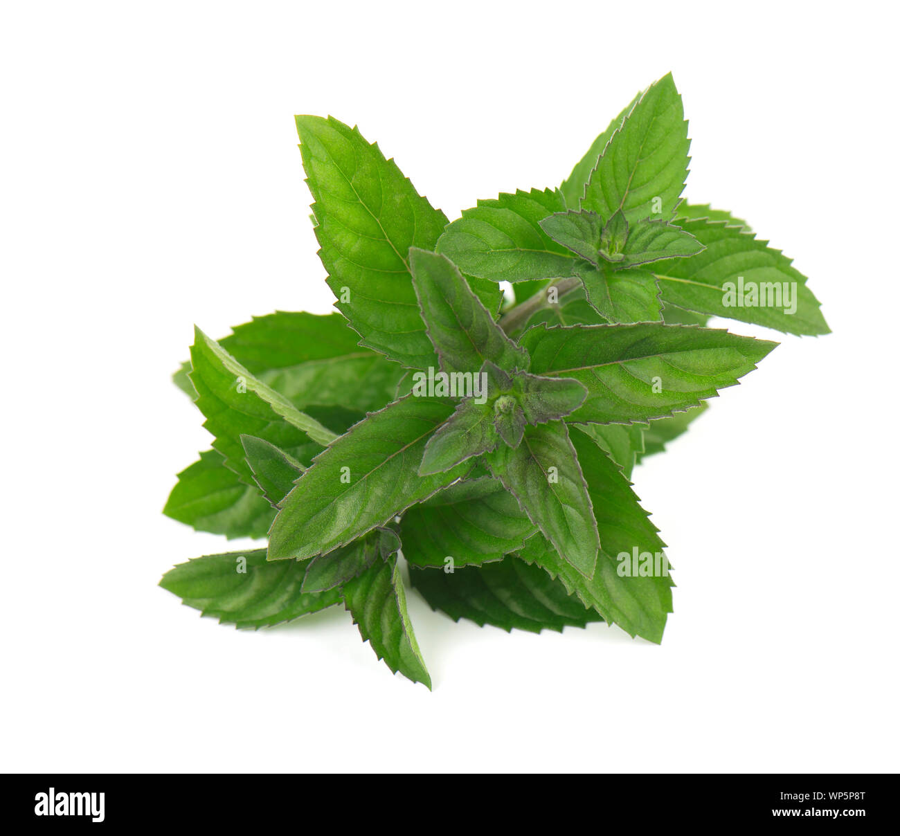 Frischer Pfefferminze auf weißem Hintergrund. Minze auf weißem Hintergrund Stockfoto