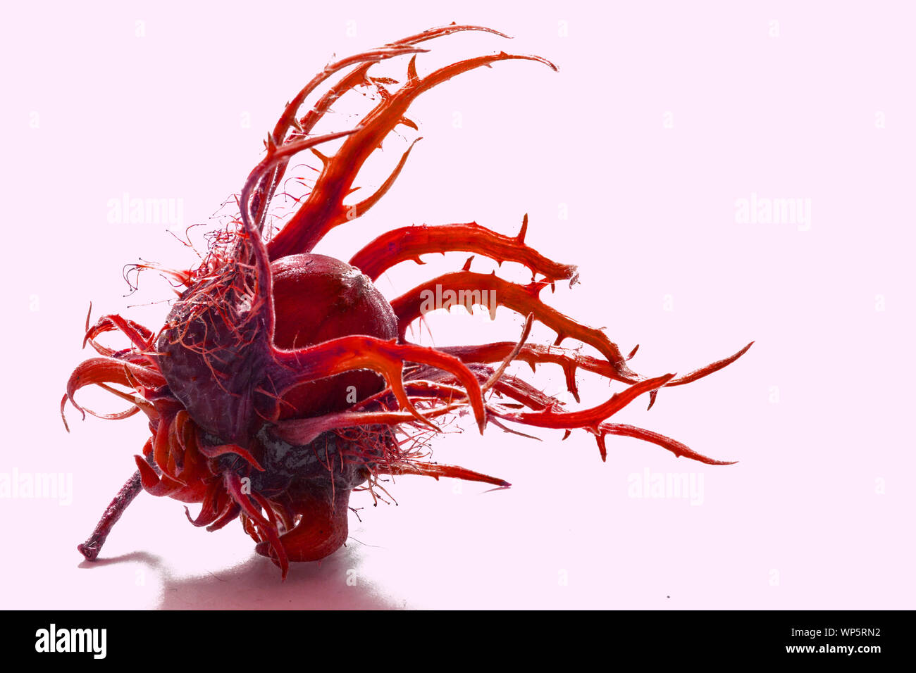 Red Muttern im Winter Stockfoto