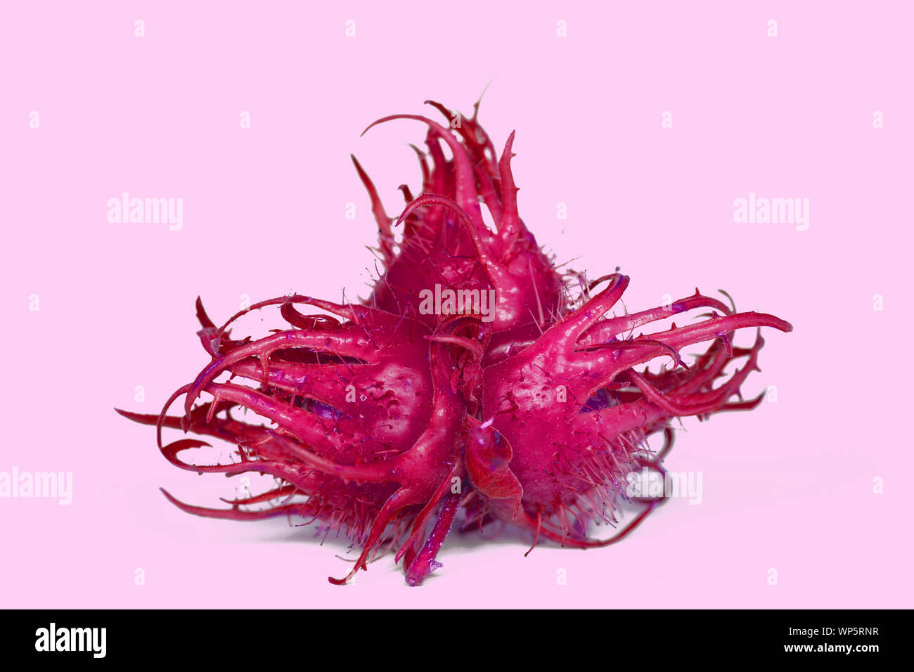 Red Muttern im Winter Stockfoto