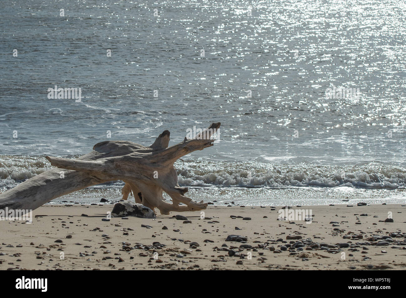 Treibholz am Strand bei Benacre, Suffolk Stockfoto