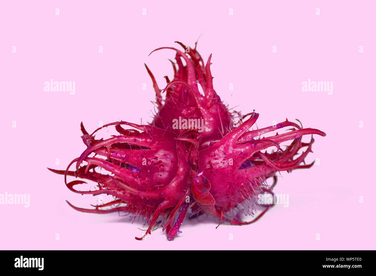 Red Muttern im Winter Stockfoto