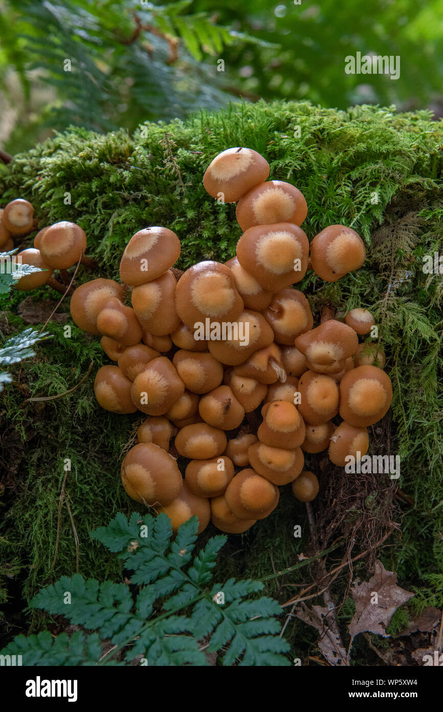 Hypholoma lateritium (Backstein cap Pilz), die auf einen umgestürzten Baum. Stockfoto