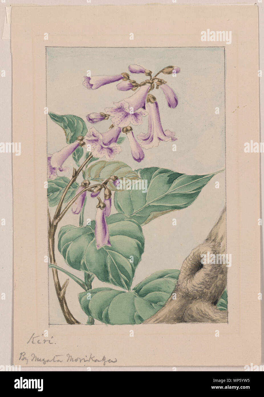 Kiri Zweig mit Blüten und Blätter] / von megata Morikaga Stockfoto